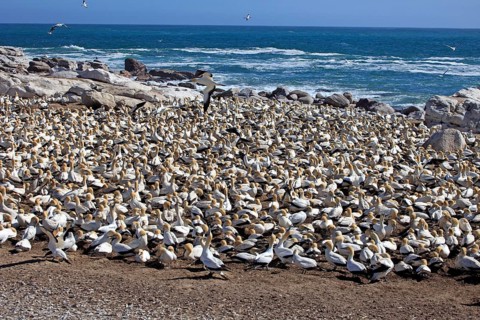 Cape Gannets (Morus capensis), colony, Lambert's Bay, South Africa (Sula capensis)