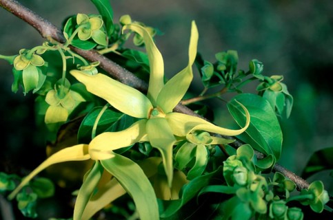 Ylang-ylang (Cananga odorata), Madagascar, Africa