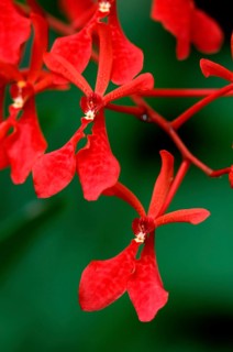 Vanda Orchid (Renanthera)