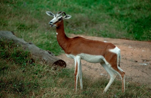 Mhorr Gazelle, male (Gazella dama mhorr), side
