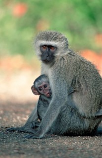 Grass Monkeys, female nursing young, Kruger national park, South Africa (Cercopithecus aethiops)