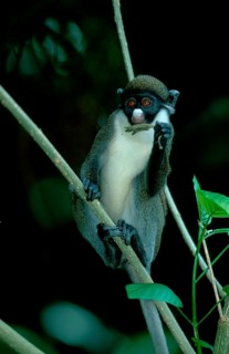 Lesser White-nosed Monkey, Lesser White-nosed Guenon (Cercopithecus petaurista)