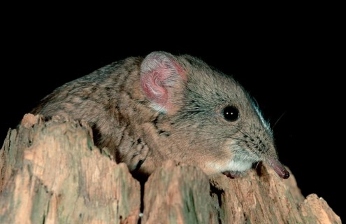 Short-eared Elephant Shrew (Macroscelides probosideus)