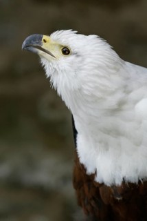 African Fish Eagle (Haliaeetus vocifer)