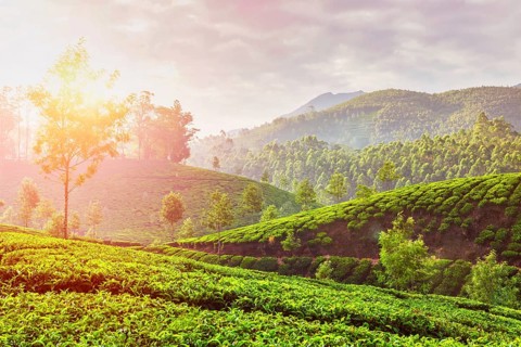 Kerala India travel background, green tea plantations in Munnar, Kerala, India in the morning on