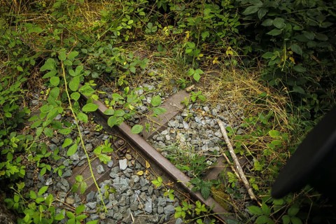 Symbolic photo on the subject of railway traffic standstill. An old track is overgrown with weeds.