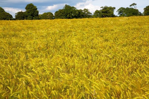 Field with growing barley crop in summer, Shottisham, Suffolk, England, UK
