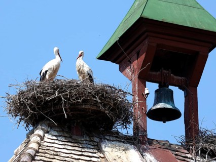 Storks in a nest on the stork tower in Zelt am Hammersbach. The stork tower is the town's landmark,