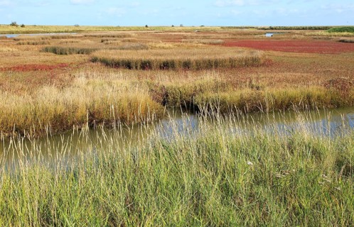 Landscape at high tide Barthorp's Creek, Hollesley Bay, near Shingle Street, Suffolk, England, UK