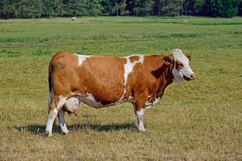 Europe, Germany, Mecklenburg-Western Pomerania, Dairy cows on the pasture near Göhren-Lebbin, Red