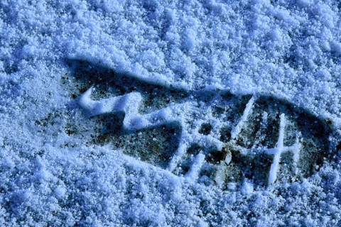 Tracks in the snow