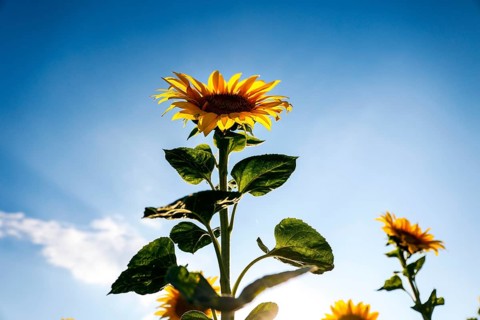 Sunflowers in a field, Mallnow