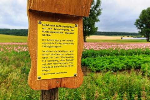 Information board in front of opium poppy (Papaver somniferum), authorisation of the Federal Opium