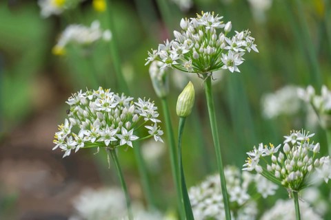 Garlic chives (Allium tuberosum), North Rhine-Westphalia, Germany, Europe