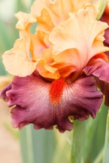 Beautiful multicolored iris flower bloom in the garden. Close up, fragility and summer concept