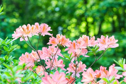 Blooming rhododendron in the botanical garden in spring