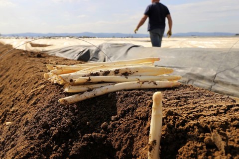 Agriculture asparagus harvest in a field near Mutterstadt, Rhineland-Palatinate