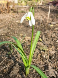 Snowdrop blooming in the botanical garden in spring