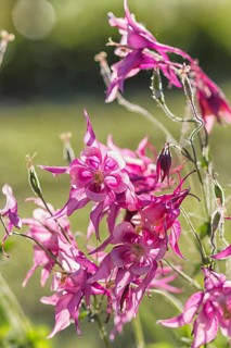 Blooming purple and blue columbine in the garden