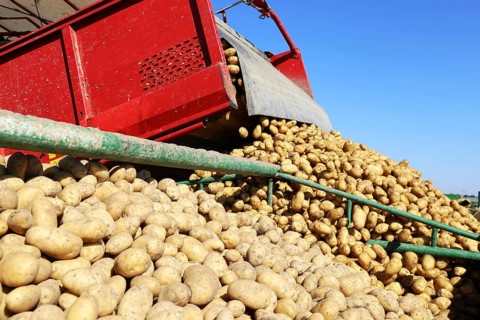 Agriculture potato harvesting