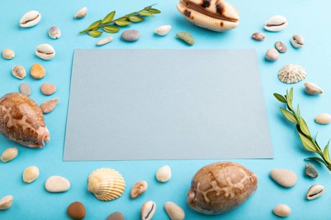 Composition with gray paper sheet, seashells, green boxwood. mockup on blue pastel background.