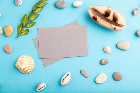 Composition with gray paper business cards, seashells, green boxwood. mockup on blue pastel