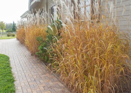 Modern restaurant with green lawn, tile path and landscape design with ornamental grasses and