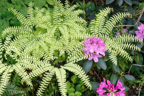 Decorative trees. shrubs and flowers in the garden: rhododendron, ferns, orchids. Beautiful