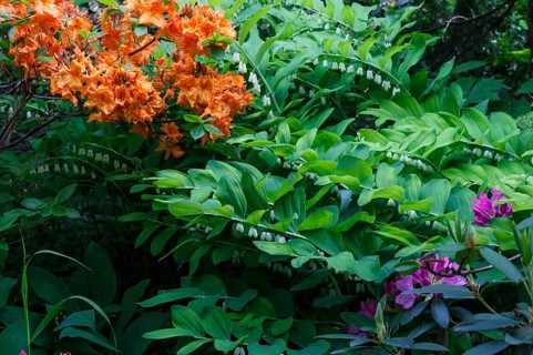 Decorative trees. shrubs and flowers in the garden: rhododendron, ferns, orchids. Beautiful