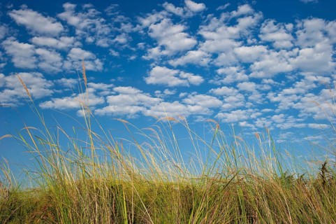 Riparian landscape, nature, natural landscape, river, riverbank, reeds, morning mood, blue sky,