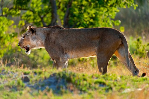 Lioness, female lion (Panthera leo) on the evening hunt, hunt, lookout, wild, free-living, safari,