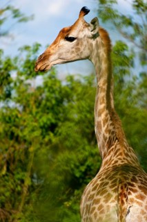 Portrait of a southern giraffe (Giraffa giraffa), free-living, wilderness, safari, travel, animal