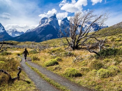 Hiker on small path to viewpoint Mirador Cuernos above lake Nordenskjöld, burned trees, Paine Horns