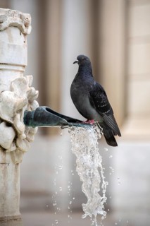 A pigeon sits on a water dispenser in the historic centre of Aix-en-Provence, Provence-Alpes-Côte