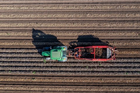 Potato harvest, so-called split harvesting method, first the tubers are taken out of the ground