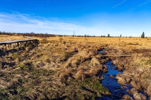 Hiking trail on wooden boardwalks through the High Fens, raised bog, in the Eifel and Ardennes
