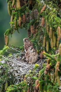 Common kestrel (Falco tinnunculus), young birds not yet ready to fly in the nest,