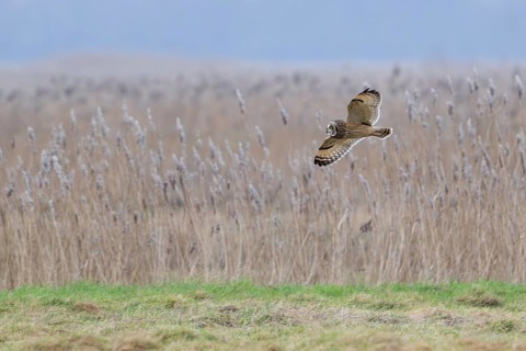 Short-eared owl (Asio flammeus) in flight, hunting for mice and voles in grassland along reed bed