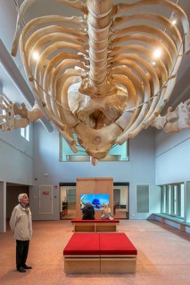 Skeleton of sperm whale Valentijn, Valentine in the NAVIGO Visserijmuseum, fishery museum at