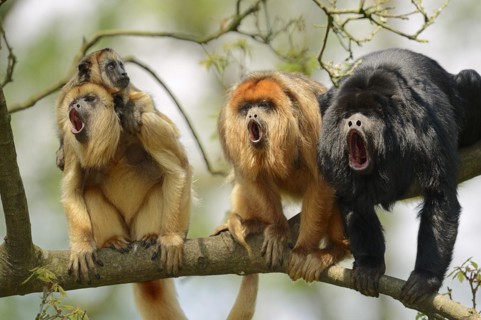 Black howler (Alouatta caraya), male and female calling with young, captive, occurring in South