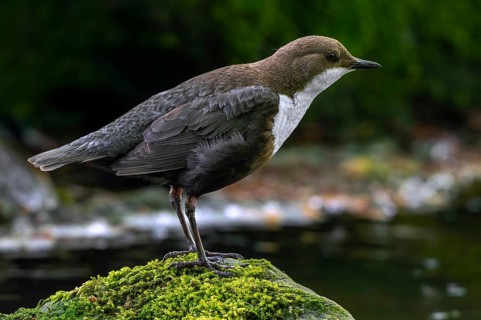 White-throated dipper, Central European dipper (Cinclus cinclus aquaticus) resting on rock covered