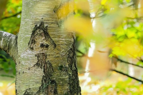 Close-up of a birch trunk, mushroom-like bark structure, with yellow-green blur in the background,