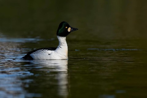 Common goldeneye (Bucephala clangula), Sweden, Europe