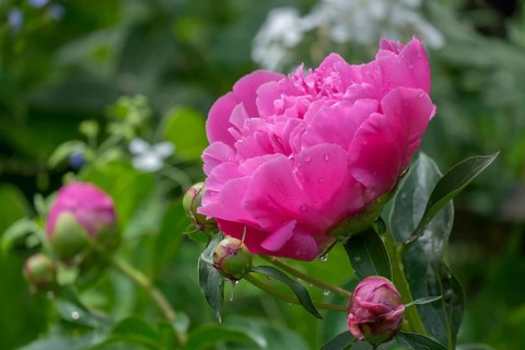 Peonies (Paeonia) with raindrops, Alsace, France, Europe