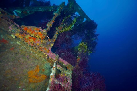 A shipwreck covered with colourful corals, Violescent sea-whip (Paramuricea clavata), in a deep