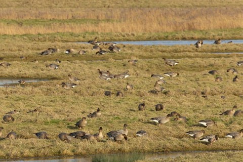 Pink-footed goose (Anser brachyrhynchus) adult geese birds on grassland in winter, Norfolk England,