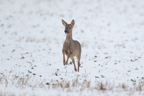 Roe deer (Capreolus capreolus) adult female doe running on a snow covered farmland field in the