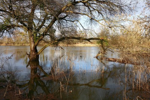 Flooding of the Mulde in winter, flooding due to high water, Middle Elbe Biosphere Reserve,