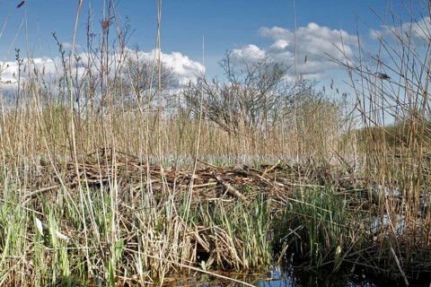 Collapsed castle of a beaver (Castor fibre), Flusslandschaft Peenetal nature park Park,