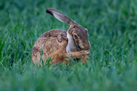 European brown hare (Lepus europaeus) adult animal washing its ear in a farmland cereal crop in